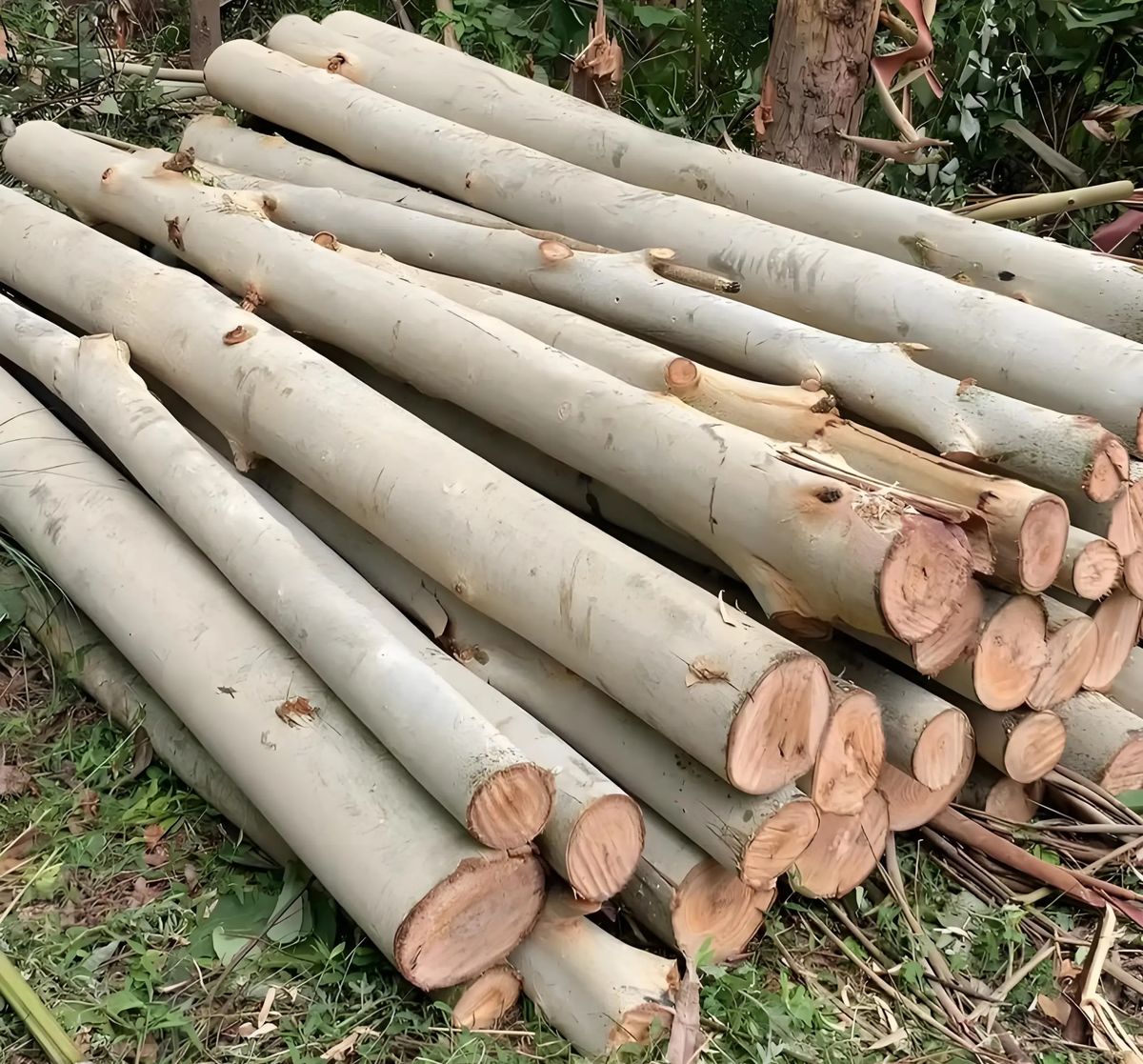 桉树原木筛选 log selection